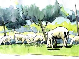 Alpages et moutons