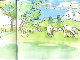moutons_ovalie1_g264